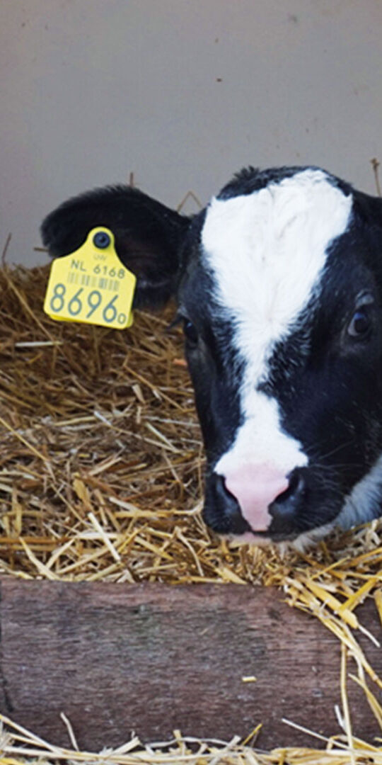 adopteer een koe kalfje in een hok met een roze deken bij Boerin in Midden-Delfland