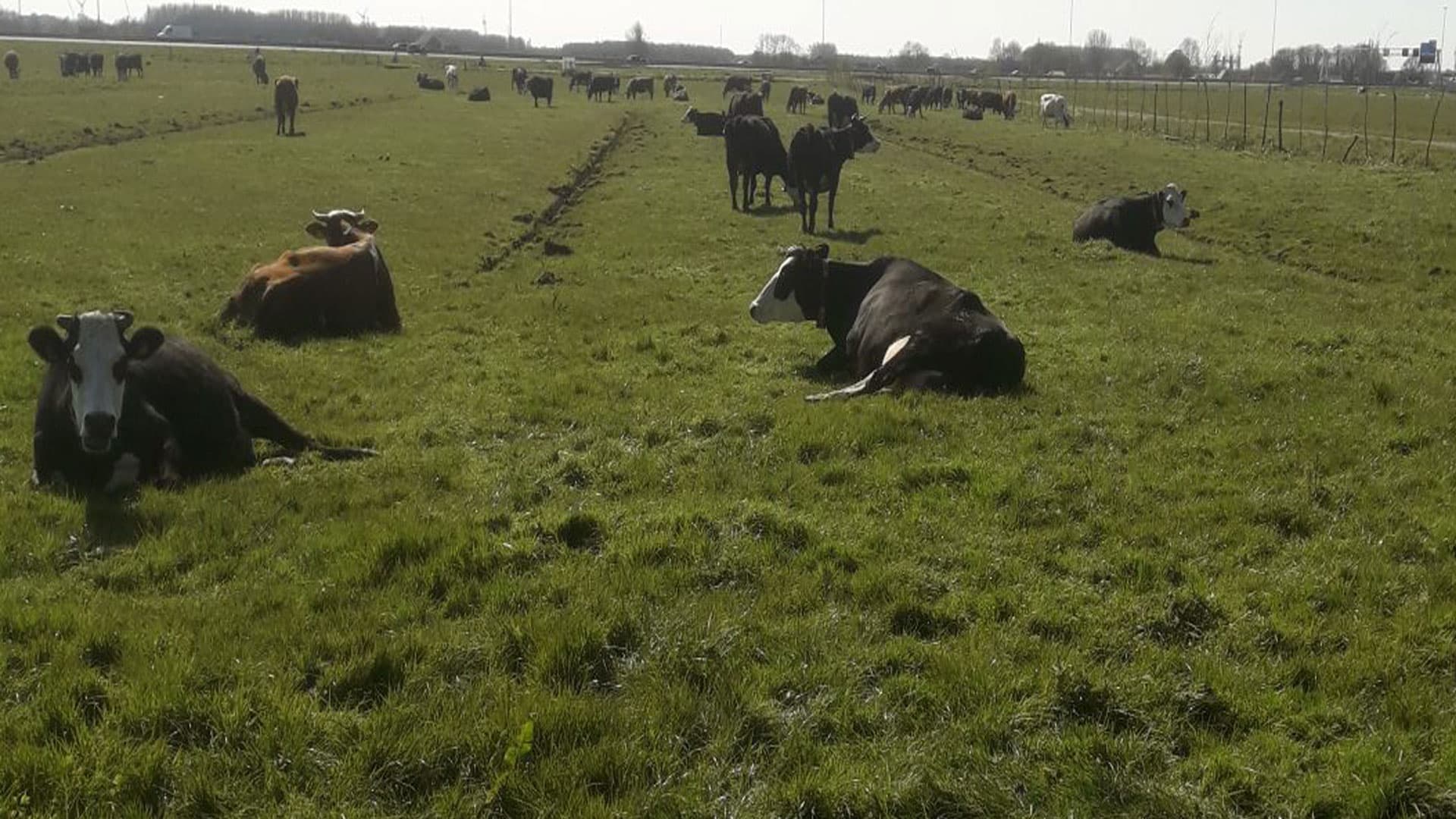 Hoeve Rust-hoff - koeien
