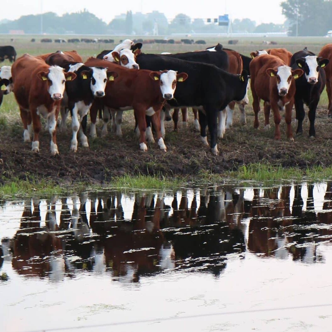 Hoeve Rust-hoff