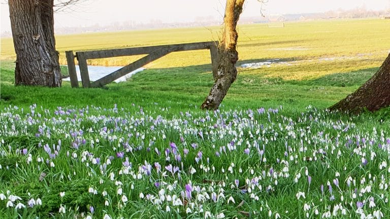 krokussen lente puuur midden delfland voorjaar
