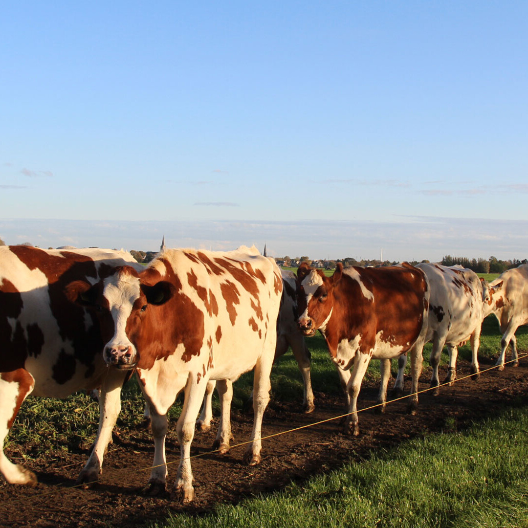 roodbonte koeien van Melk Lokaal Westgaag lopen achter elkaar terug naar de stal uit een weiland in Midden-Delfland