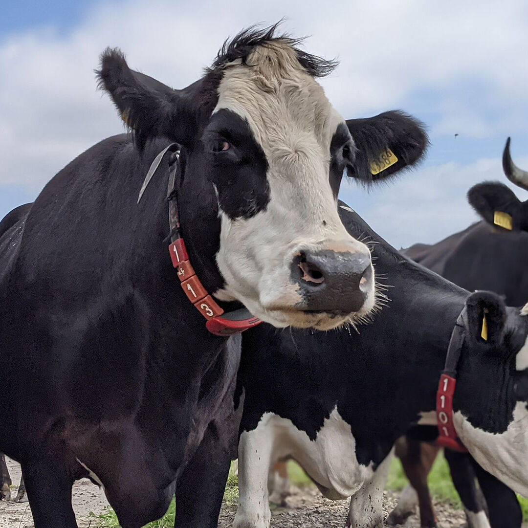 Blaarkop koeien van boer Jeroen van der Kooij van Hoeve Rust-hoff in Midden-Delfland