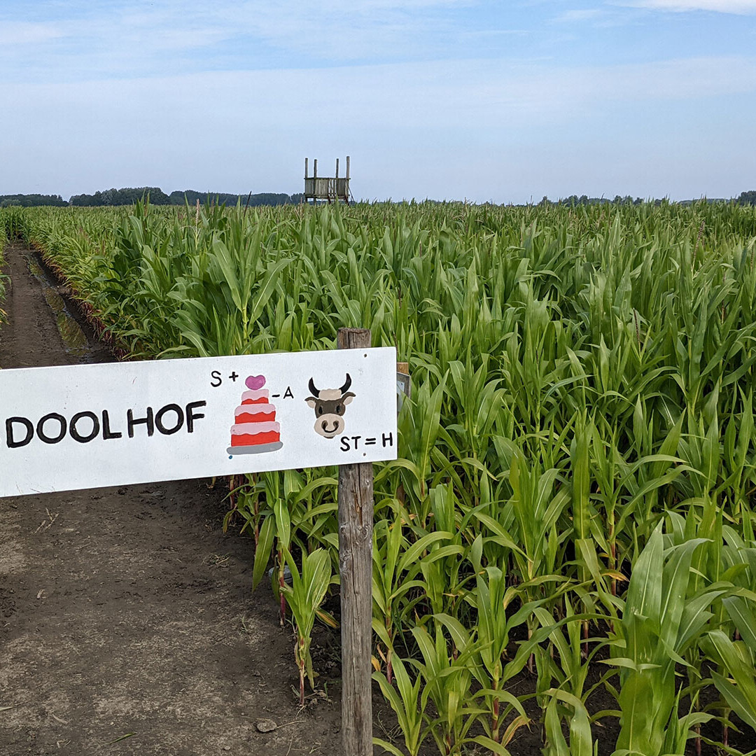 ingang van het maïsdoolhof bij Hoeve Bouwlust in Midden-Delfland