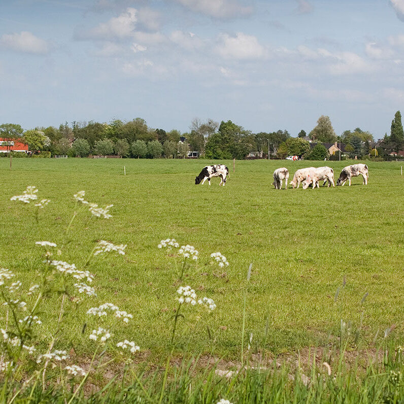 weiland met koeien in het voorjaar in Midden-Delfland