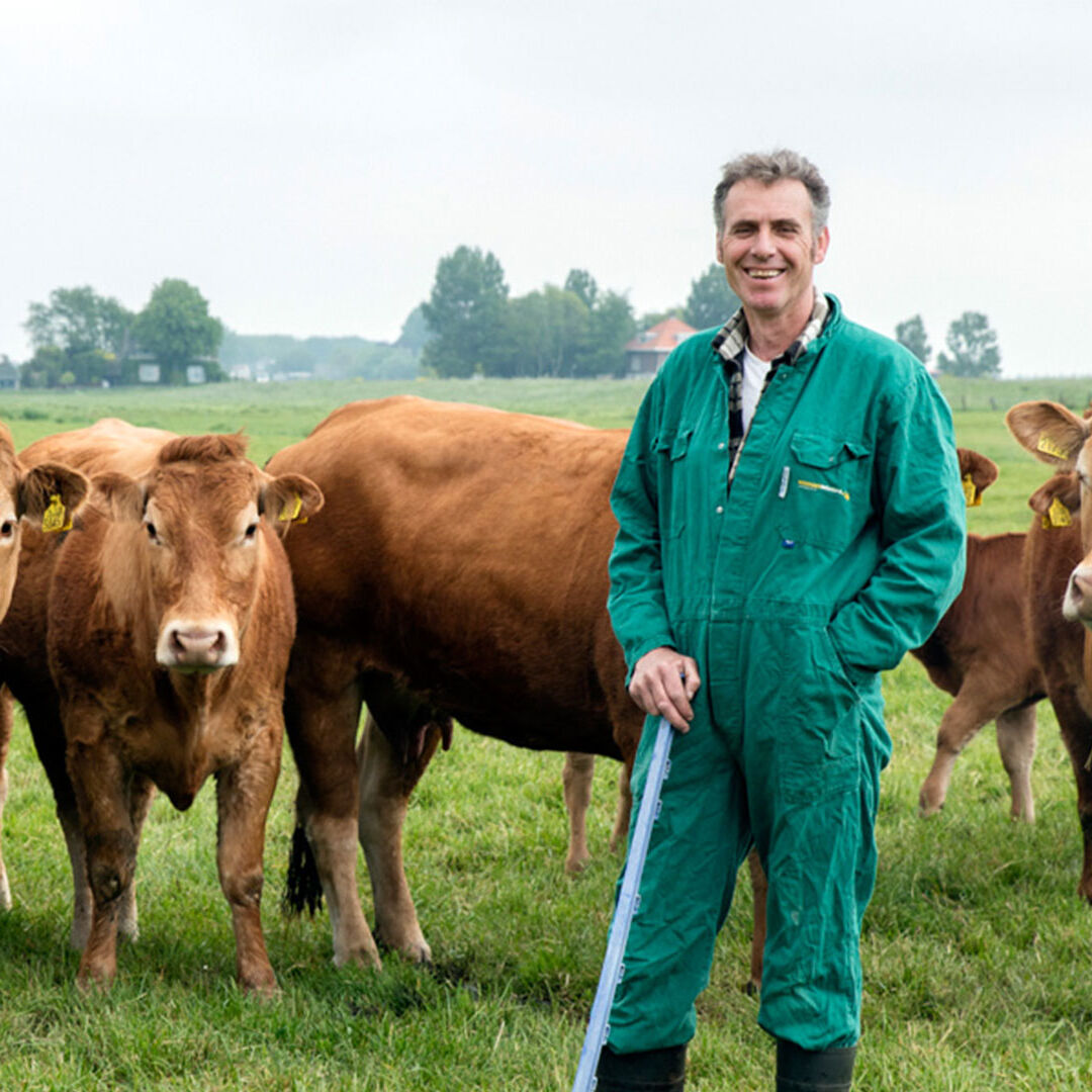 Boer Lenno Hoogerbrugge met zijn Limousin koeien in de polder van Schieveen in Midden-Delfland op de grens met Rotterdam streekproduct maker