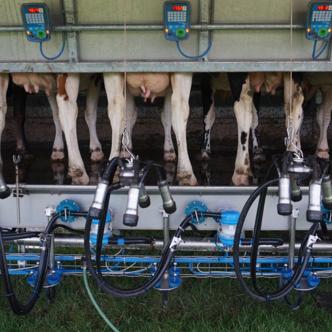 mobiel melkstation koeien melken in de polder