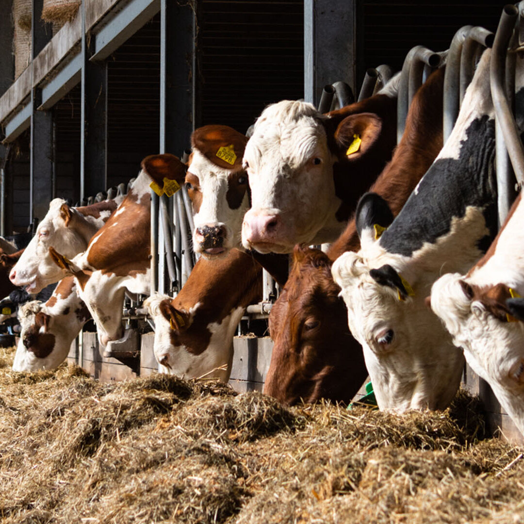 Hoeve Ackerdijk koeien in de stal staan te eten campina boerderijdag 2023