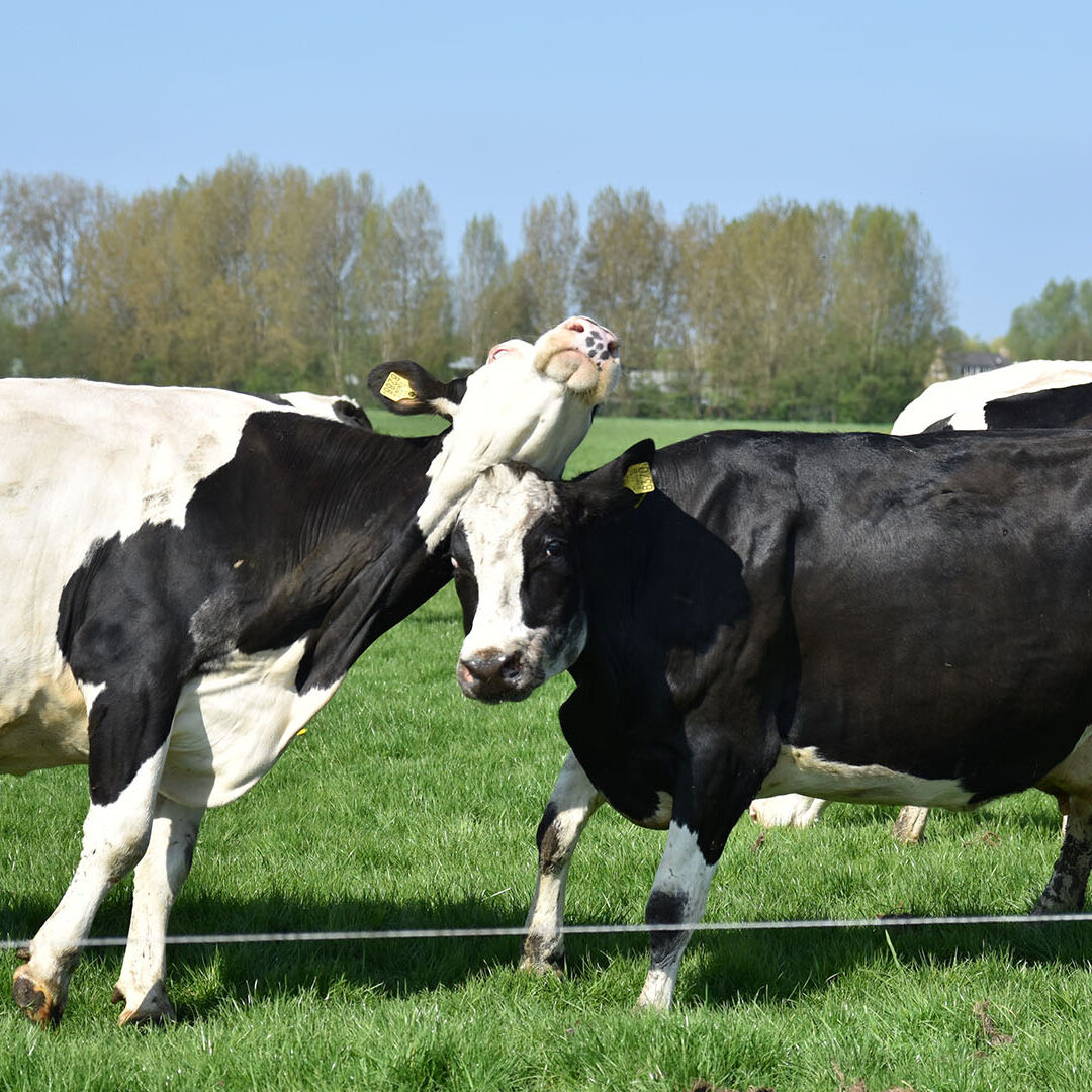 Hoeve Ackerdijk koeien in de wei koeiendans campina boerderijdag 2023
