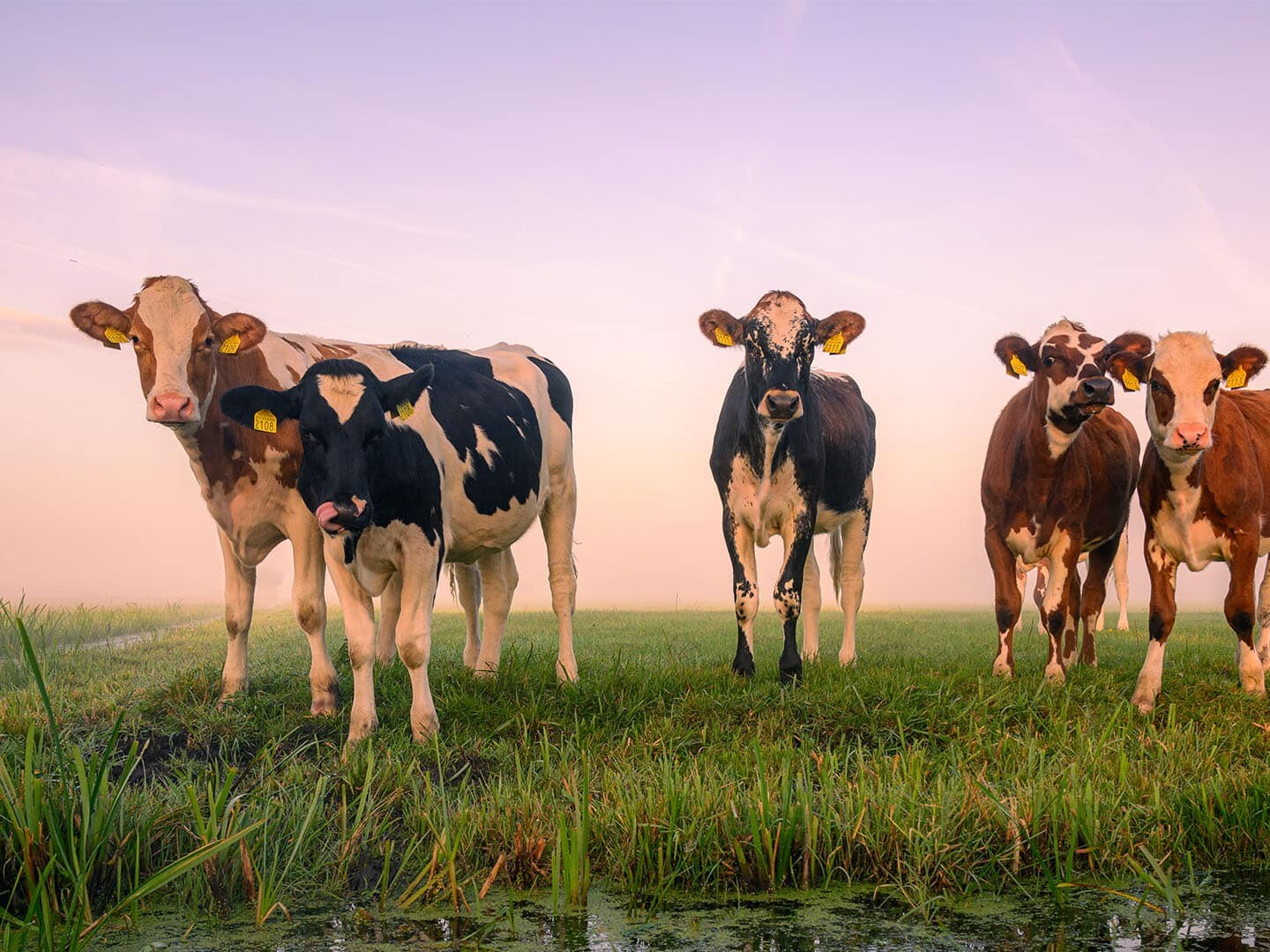 koeien nieuwsgierig boeren landschap weiland sloot