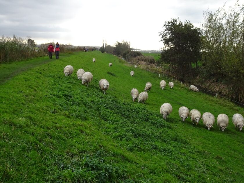 gaag wandelaars schapen midden-delfland