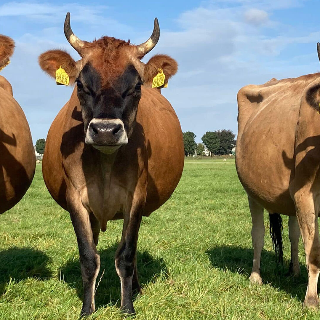 jersey koeien op een rij boerderij landlust maasland
