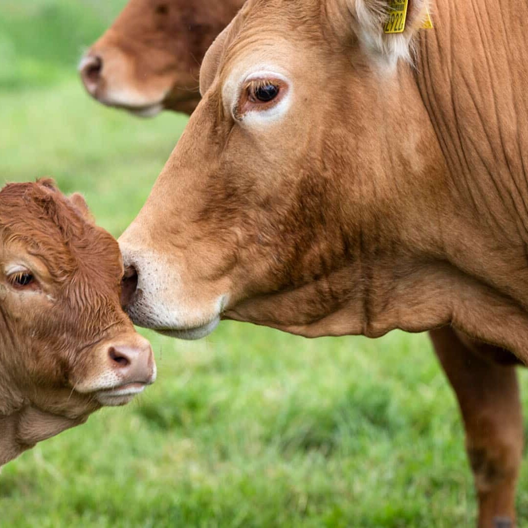 limousin koe en kalfje in de wei bij Hoogerbrugge Natuurlijk in de Schieveense polder in Midden-Delfland ten noorden van Rotterdam vleespakketten verkoop