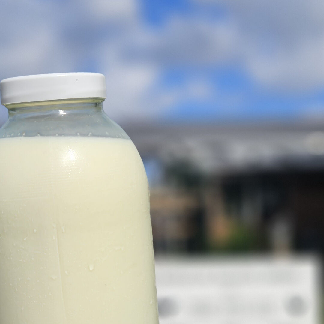 rauwe A2 melk melktap boerenerf boerenmelk landlust midden-delfland boeren