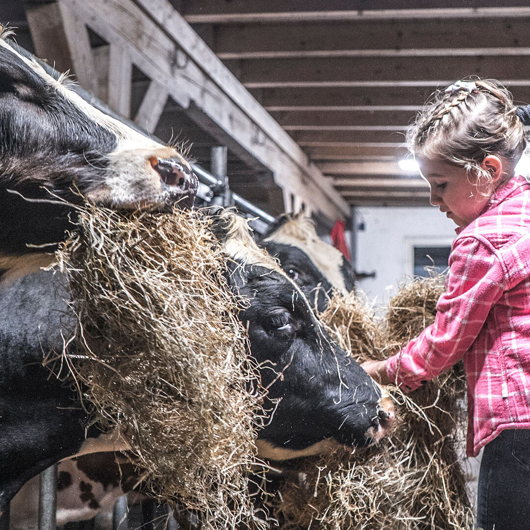 klein meisje met roze overhemd helpt de boer met het voeren van de koeien met hooi in Midden-Delfland tijdens Boer zoekt hulp georganiseerd door ANV Vockestaert