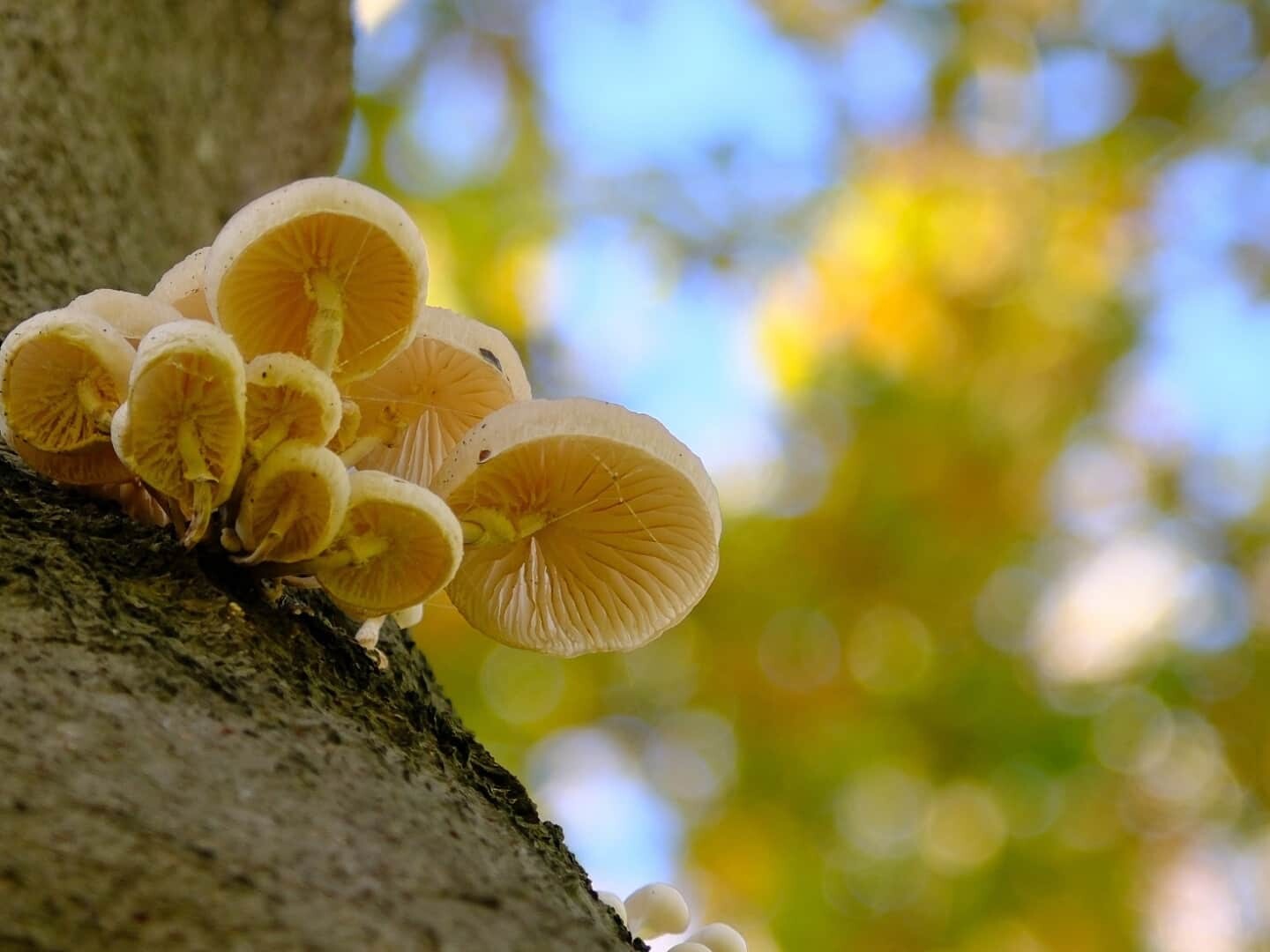 natuurmonumenten de tempel rotterdam buitenplaats herfstwandeling paddenstoelen herfst