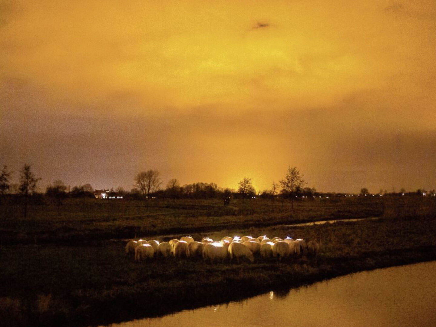 sheeplighting kerst schapen verlicht wandeling vockestaert