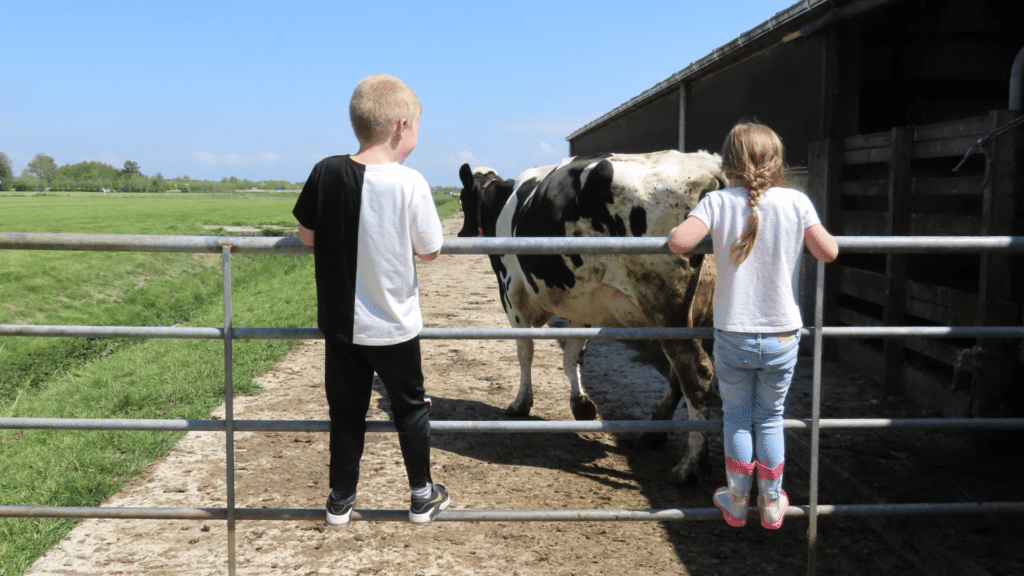 Vockestaert de Boer op - Midden-Delfland