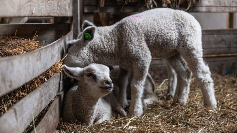 lammetjesdag vockestaert