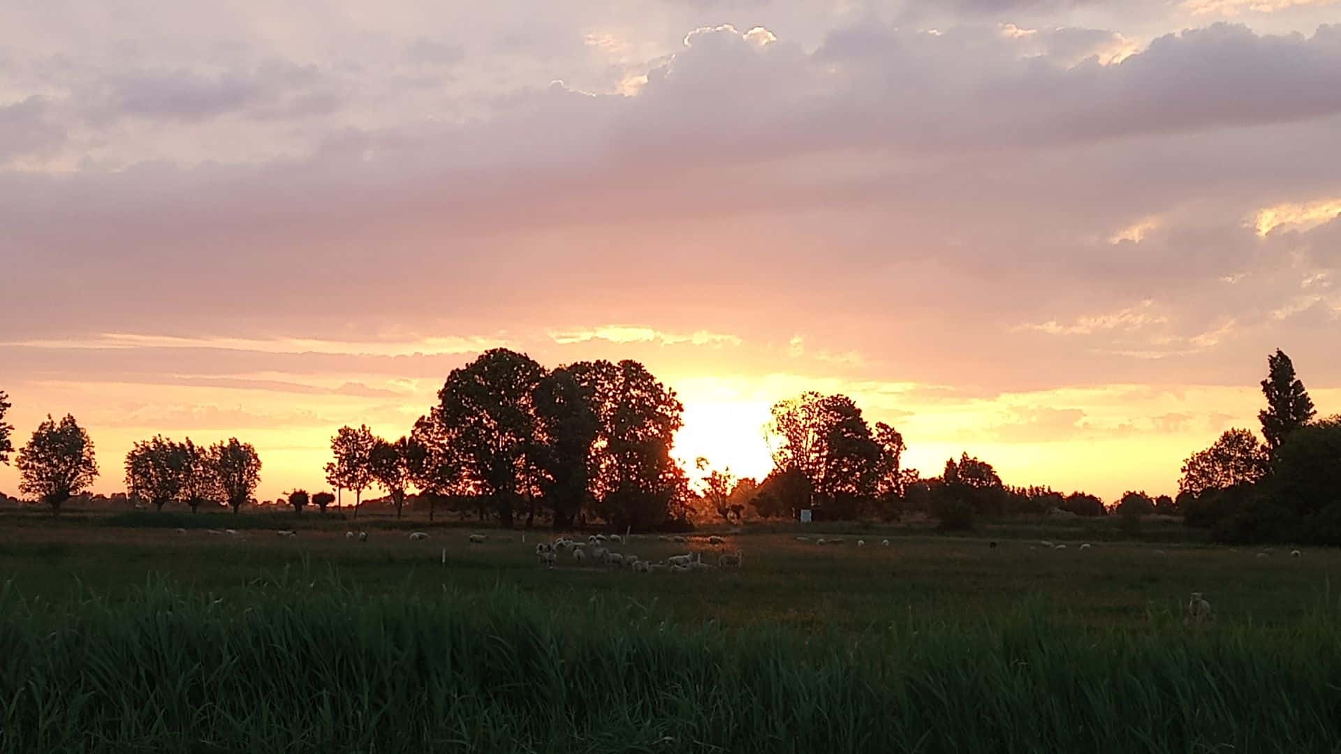 ochtendwandeling Schaapskudde Vockestaert.