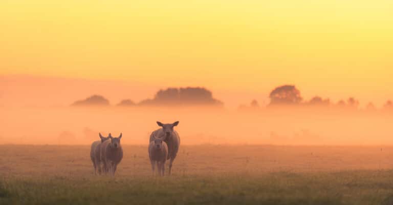 Lente Midden-Delfland lammetjes