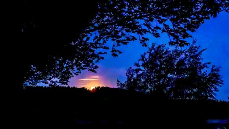 vleermuis en volle maan wandeling