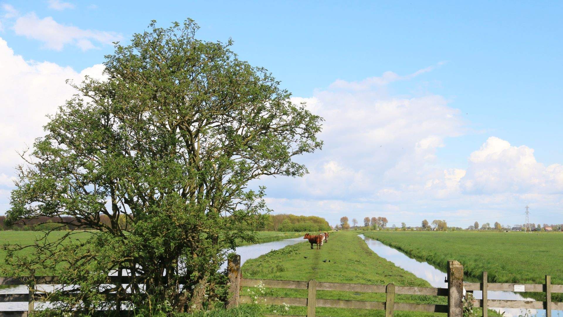 vliegend wandelpad